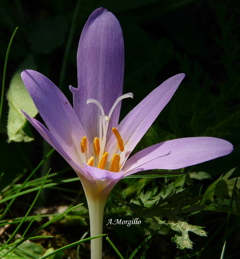 Colchicum autmnale / Colchico autunnale